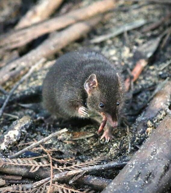 In Mating Season, Marsupials Trim Sleep by Three Hours for Three Weeks 